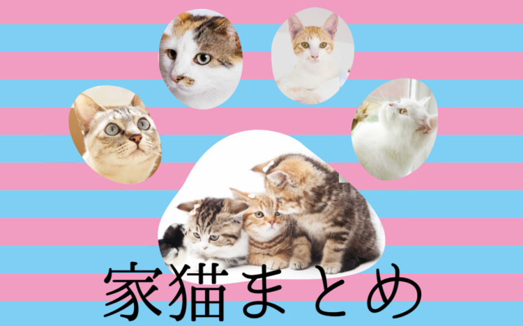 家猫ってもう家族だよね!